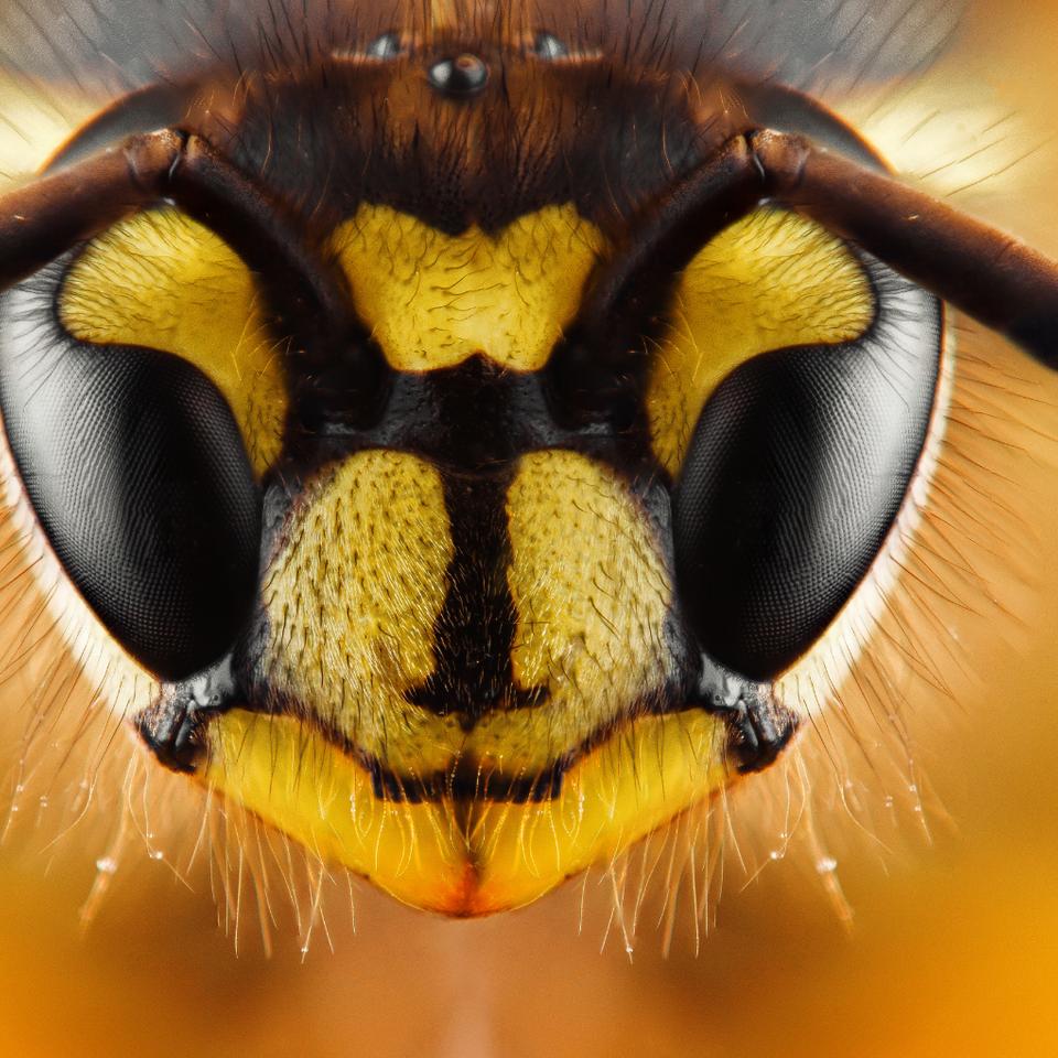 Comment différencier abeille, guêpe, frelon et bourdon — free download